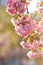 Beautiful Japanese cherry blossom with deep pink flower buds and young booming flowers. Shallow depth of field for dreamy feel