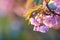 Beautiful Japanese cherry blossom with deep pink flower buds and young booming flowers. Shallow depth of field for dreamy feel