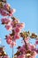 Beautiful Japanese cherry blossom with deep pink flower buds and young booming flowers. Shallow depth of field for dreamy feel