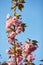 Beautiful Japanese cherry blossom with deep pink flower buds and young booming flowers. Shallow depth of field for dreamy feel