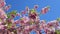 Beautiful japanese cherry (sakura) blossom in sunny spring day on blue sky