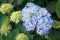 Beautiful Japanese climbing-hydrangea flowers.