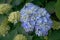 Beautiful Japanese climbing-hydrangea flowers.