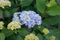 Beautiful Japanese climbing-hydrangea flowers.