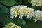 Beautiful Japanese climbing-hydrangea flowers.