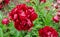 Beautiful japanese deep red teddy peony. Paeonia  `Edouard Andre` in the botany in Poland