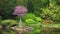 Beautiful japanese garden and pond