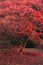 Beautiful Japanese maple acer tree in full Autumn color