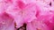 Beautiful Japanese pink Azalea flowers cut into a dense shrubbery