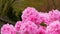 Beautiful Japanese pink Azalea flowers cut into a dense shrubbery