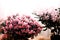 Beautiful Japanese pink Azalea flowers cut into a dense shrubbery. Full in bloom in may, springtime. Background full of flowers