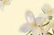 Beautiful jasmine background for your text or banner. White blooming jasmine. Banner for beauty product, perfume or