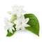 Beautiful Jasmine flower