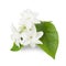 Beautiful Jasmine flower