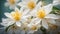 Beautiful jasmine flower background blooming closeup floral spring summer perfume