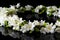 Beautiful jasmine flowers on black background, closeup,  Space for text