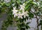 Beautiful jasmine flowers coupled with raindrops make it look more fresh and exotic