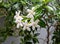 Beautiful jasmine flowers coupled with raindrops make it look more fresh and exotic