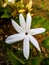 Beautiful jasminum dichotomum flower image india