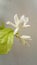 Beautiful Jasminum flower spreading great fragrance