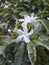 The beautiful Jasminum sambac flower