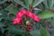 Beautiful Jatropha integerrima Jacq flower