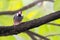 Beautiful Java Sparrow bird standing rested on the green natural branches tree in forest