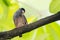 Beautiful Java Sparrow bird standing rested on the green natural branches tree in forest