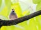 Beautiful Java Sparrow bird standing rested on the green natural branches tree in forest