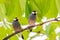 Beautiful Java Sparrow birds standing rested on the green natural branches tree in forest