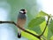 Beautiful Java sparrow & x28;Lonchura oryzivora& x29; fine grey birds with