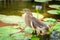 Beautiful Javan Pond Heron bird