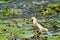 Beautiful Javan Pond Heron wakling on lotus leaves