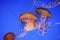 Beautiful Jelly fishes with blue background