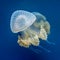 The beautiful jellyfish