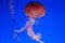 Beautiful jellyfish on a blue background