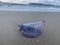 BEAUTIFUL JELLYFISH CARAVEL PORTUGUESE IN THE SAND, SOUTHERN BRAZIL - DECEMBER, 2020