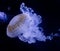 Beautiful jellyfish floating in the aquarium