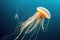 Beautiful jellyfish floating in deep sea ocean water. Dangerous poisonous underwater ecosystem representative
