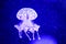 Beautiful jellyfish, medusa in the neon light with the fishes. Underwater life in ocean jellyfish. exciting and cosmic sight