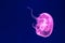 Beautiful jellyfish, medusa in the neon light ,ocean wildlife, U