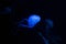 Beautiful jellyfish sea wasp