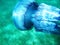 Beautiful jellyfish under blue water in the sea swimming closely