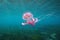 Beautiful jellyfish underwater Mediterranean sea