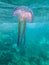 Beautiful jellyfish underwater in Mediterranean sea, Mauve stinger Pelagia noctiluca . jellyfish Mediterranean sea