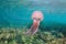 Beautiful jellyfish underwater Pelagia noctiluca