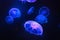 Beautiful jellyfishes or medusa in blue neon light. Dark aquarium background