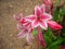 A beautiful Jersey lily Flower