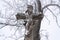 Beautiful Jesus Christ crucifix statue cover with snow, tree in background, cloudy winter day, religious meditation