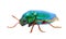 Beautiful Jewel Beetle or Metallic Wood-boring (Buprestid) top v